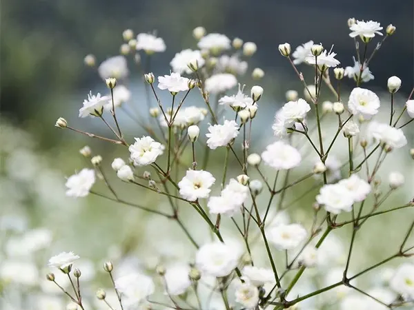 Babys Breath