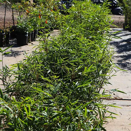 Bambusa ‘Fernleaf’