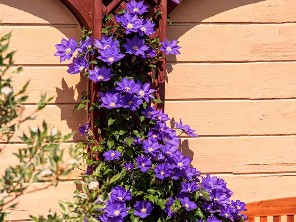 Bare and Empty Wallss