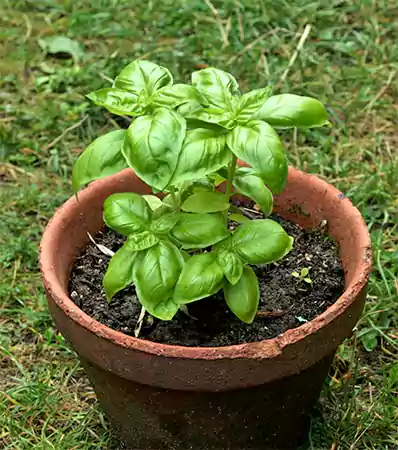 Basil