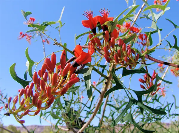 Batwing Coral Tree