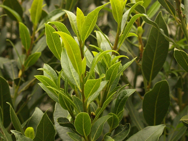Bay Laurel plants