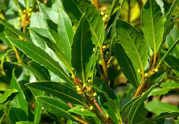 Bay Laurel