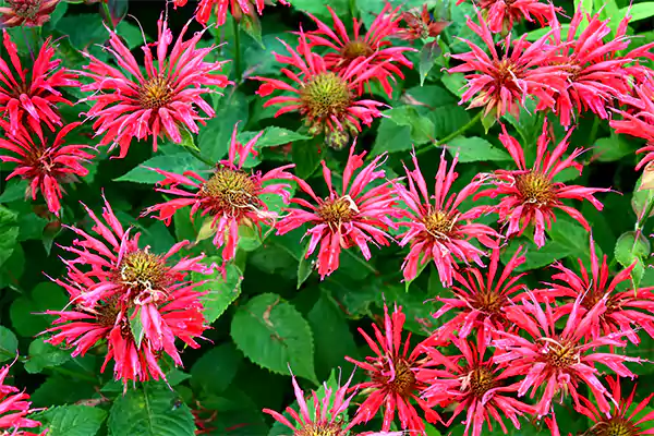 Bee Balm Image