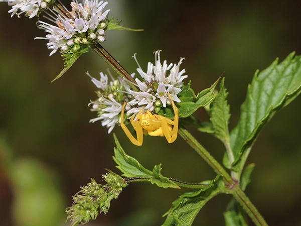 Bee Balm plants