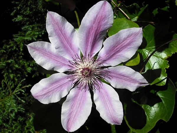 Benefits of Clematis Vine Plantss