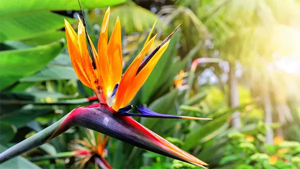 Bird of Paradise
