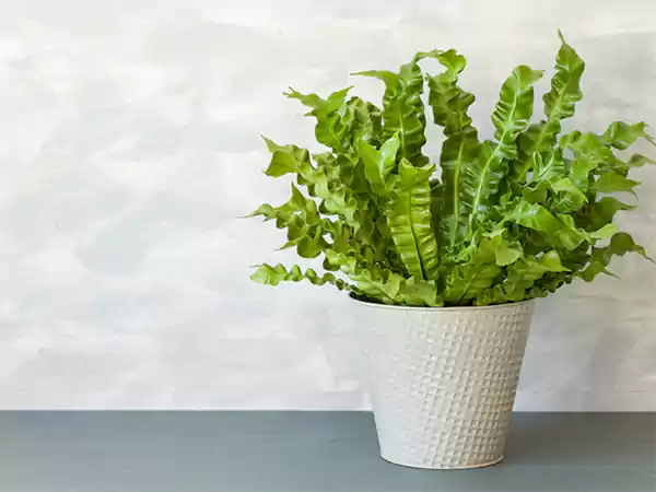 Birds Nest Fern