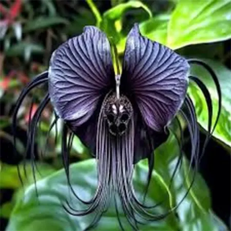 Black Bat Flower