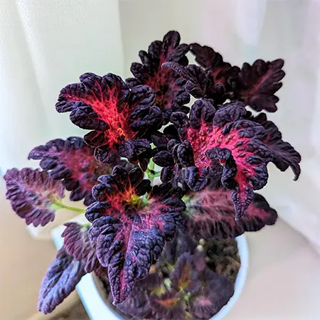 Black Dragon