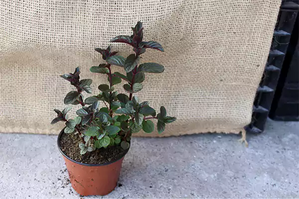 Black variety