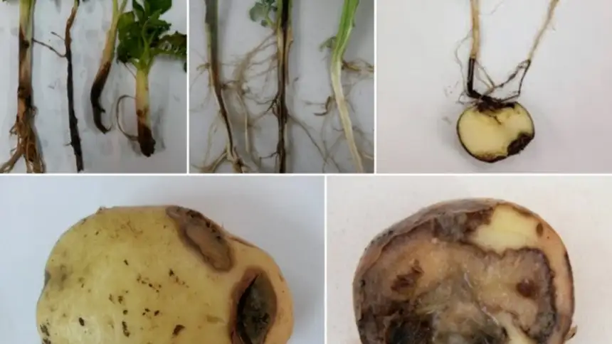 Blackleg Soft Rot