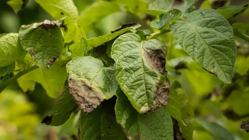 Blight