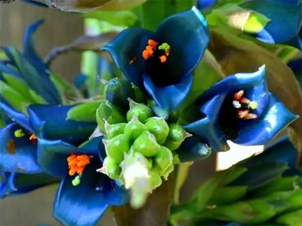 Blue Puya Image