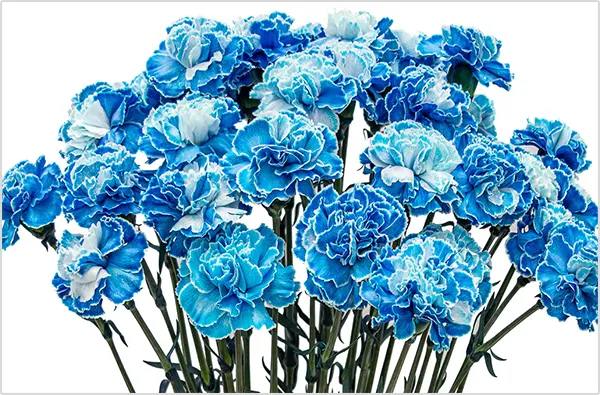 Blue shade od D. caryophyllus