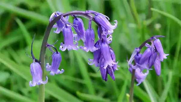 Bluebells
