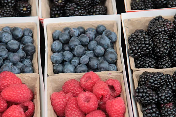 Boysenberry Blackberry