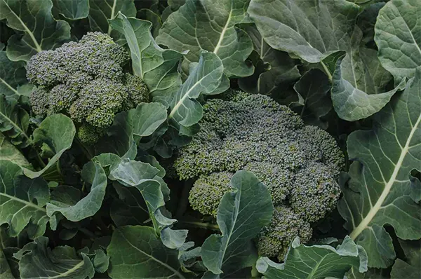 Broccoli