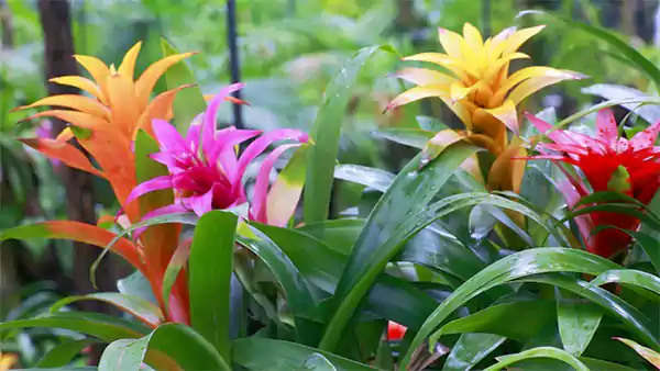 Bromeliads