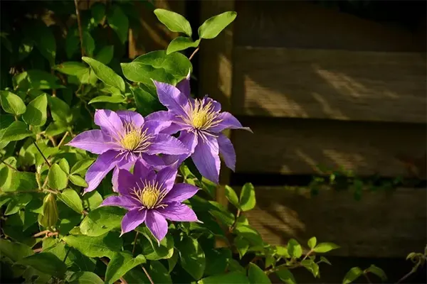 Bunch of purple Leather Flowers