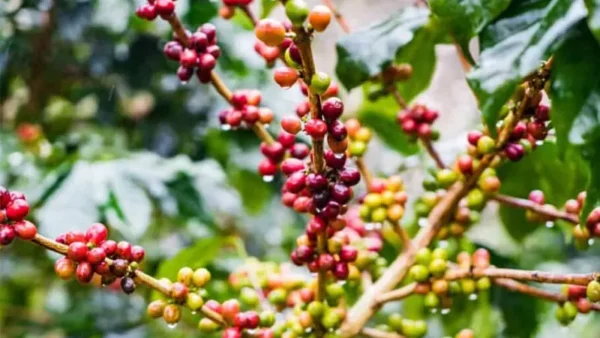 C.arabica berries