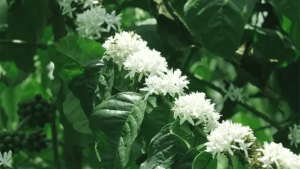 C.arabica flowers