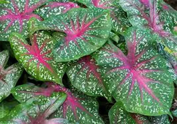 Caladium Bicolor