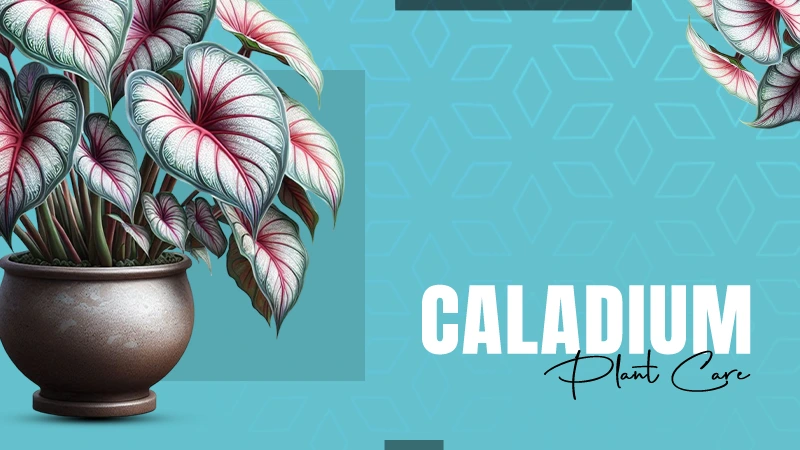 Caladium Plants