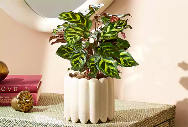 Calathea Image