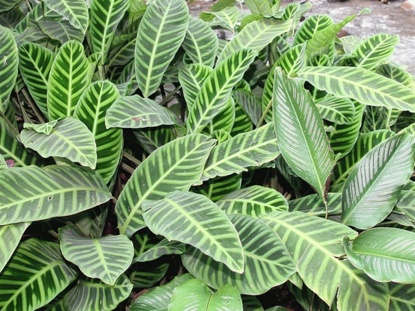 Calathea plants