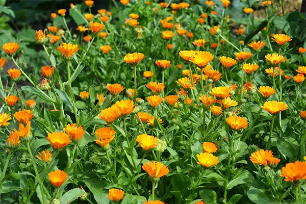 Calendula