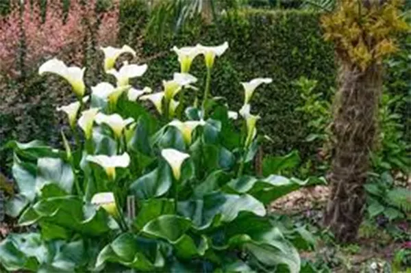 Calla Lilies