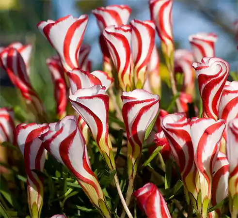 Candy Cane Sorrel