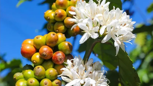 Carabica flowers