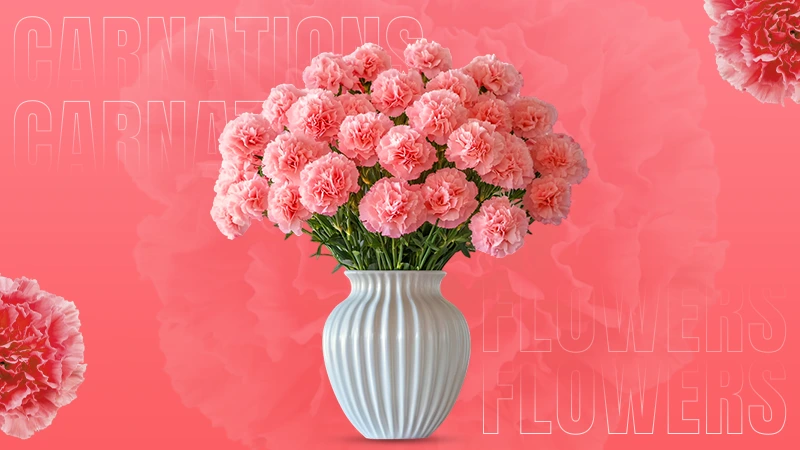 Carnations Flowers