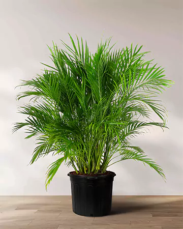 Cat Palm Image