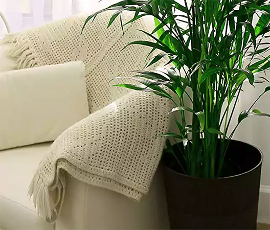 Cat Palm Images