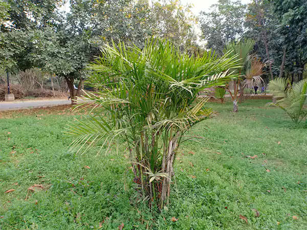 Cat Palm Plant