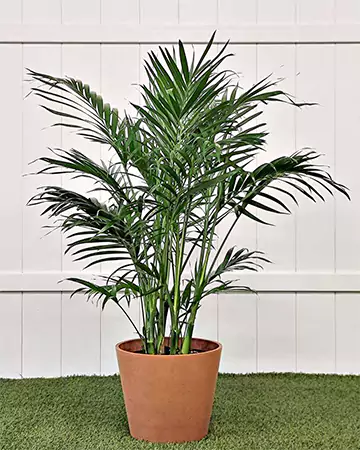 Cat Palm Plants