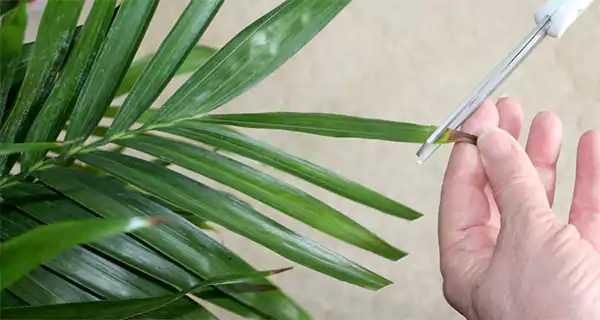 Cat Palm Pruning Image