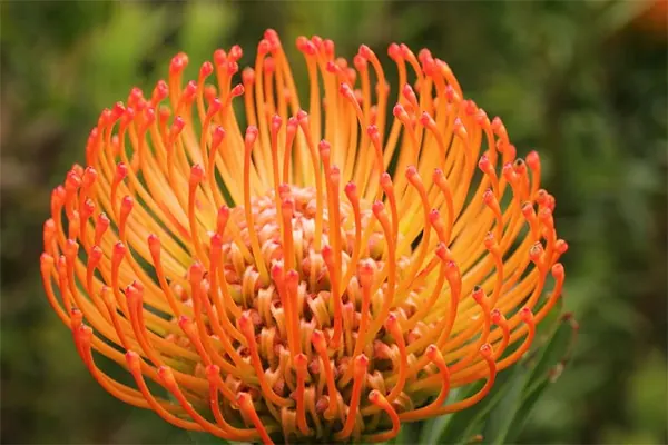 Catherine Plant Image