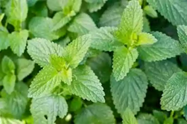 Catnip