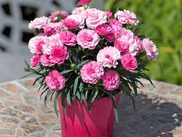 Chabauds in a container pot