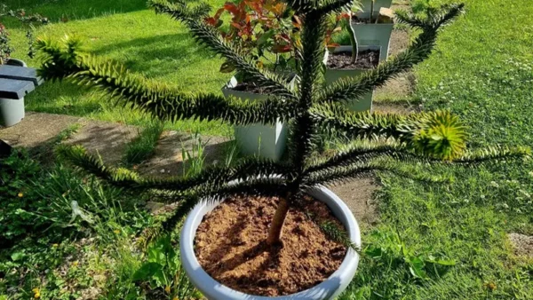 Chile Pine