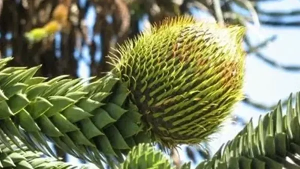 Chilean Pine cone