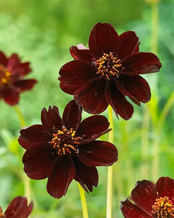 Chocolate Cosmos