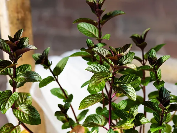 Chocolate Peppermintt