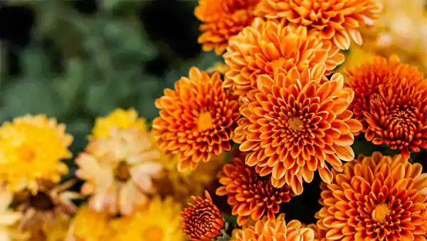 Chrysanthemum Image
