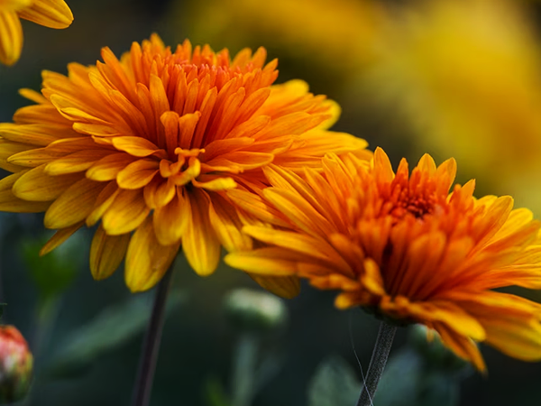 Chrysanthemums plants