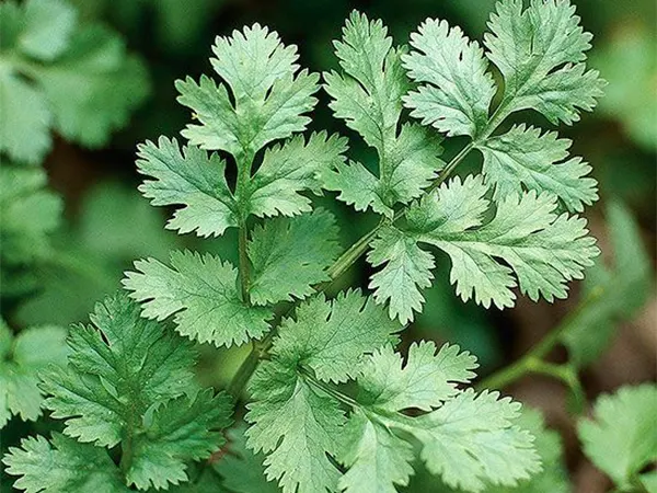 Cilantro